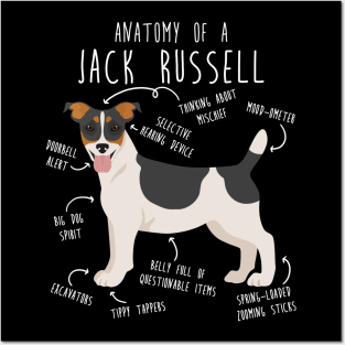 Jack Russell Terrier Dog Anatomy Posters and Art